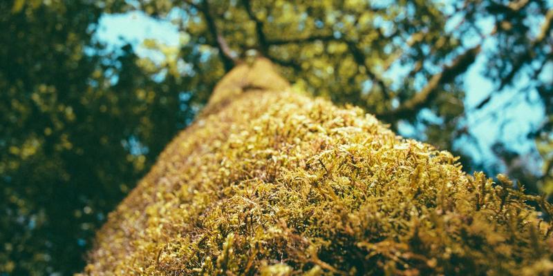 从田间到舌尖的72小时博弈：宏成物流如何用预冷与分级包装破解云南生鲜损耗困局